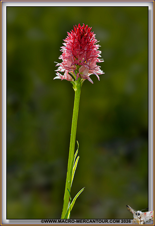 Orchis vanill&eacute;